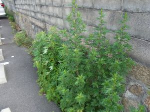 RIMG0084